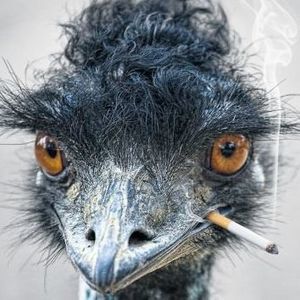 Meet your Posher, Omar